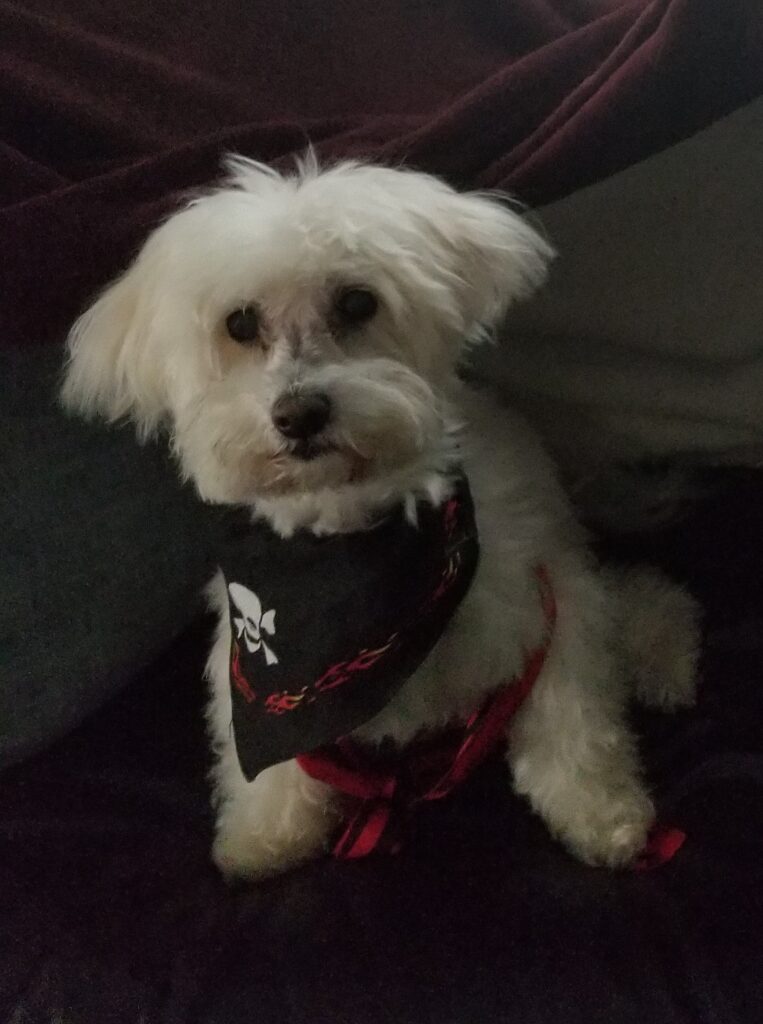 TuiBooks Here be dragons…and griffins…and vampires…and puppies